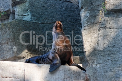 Sea lion sitting on artifial rock in zoo