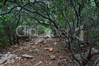 Outdoor track under the canopy of branches