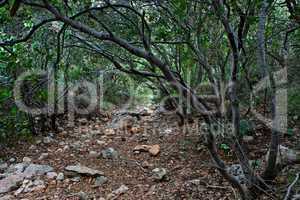 Outdoor track under the canopy of branches