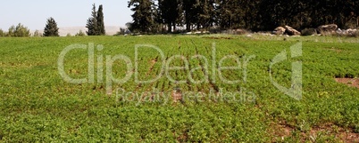 Green rows on a field in Israel