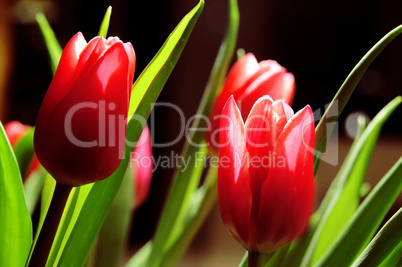 Tulpe