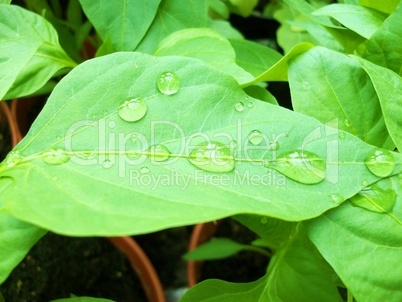 Fresh Green Chilli Plant Leaf With New Waterdrops
