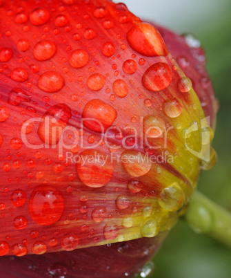 Tulpe