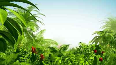 Growing tropical forest