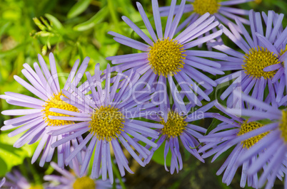 Aster  (Aster amellus)