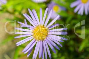 Aster  (Aster amellus)