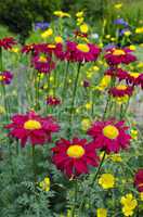 red-yellow flowers on the meadow