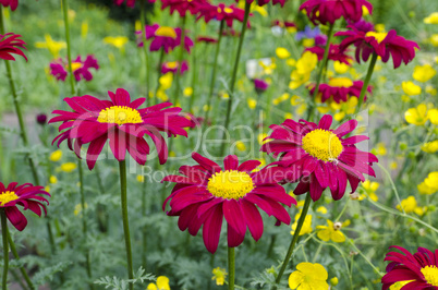 red-yellow flowers on the meadow