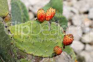 Fruits of tzabar cactus, or prickly pear (Opuntia ficus Indica)