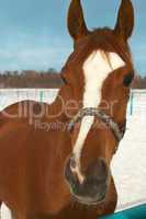 Horse in a countryside