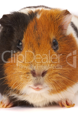 Portrait of a Guinea-pig. Macro a photo.