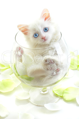 White kitten in a glass wine glass.