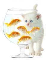 kitten and fish