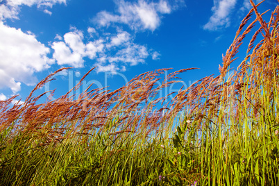 Grassy View