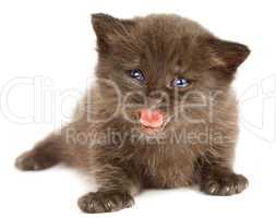 Small kitten on a white background