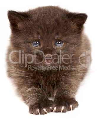 Small kitten on a white background