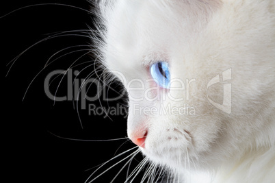 Portrait of a white cat