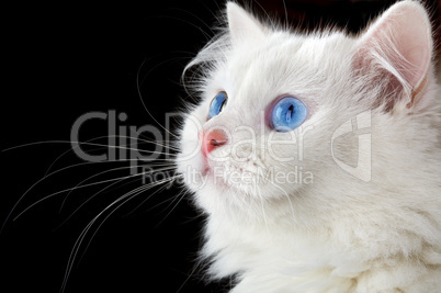 Portrait of a white cat