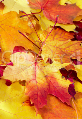 fallen maple multi-coloured leaves