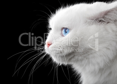 Portrait of a white cat