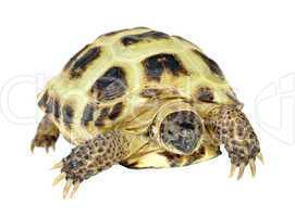 Photo of turtle on a white background