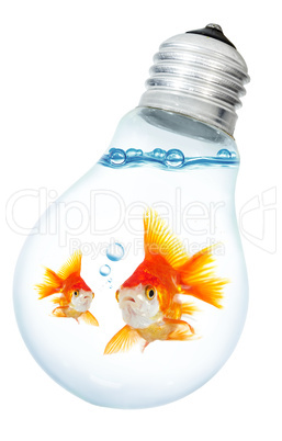 Gold small fish in light bulb on a white background