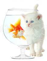 kitten and fish