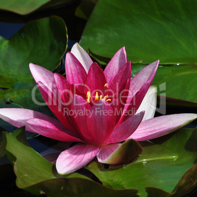WATERLILY