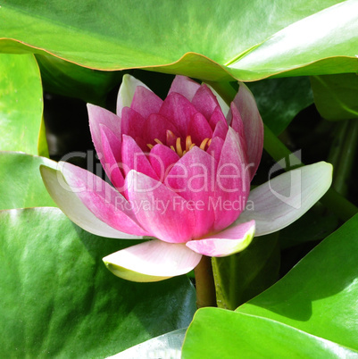 WATERLILY