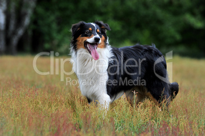 Australien Shepherd