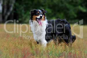 Australien Shepherd