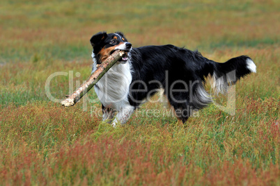 Australian Shepherd spielt