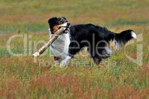 Australian Shepherd spielt