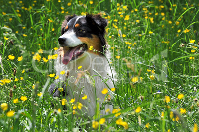 Australian Shepherd