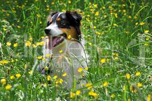 Australian Shepherd