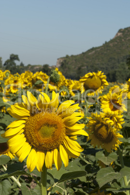 Sunflowers Meadow in Tuscany