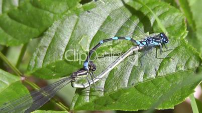 Azure Damselfly - Hufeisen-Azurjungfer