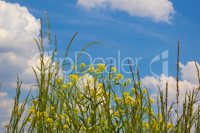 Feldblumen