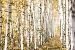 Yellow  birches