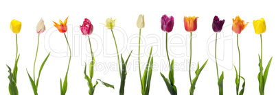 Pretty isolated tulips