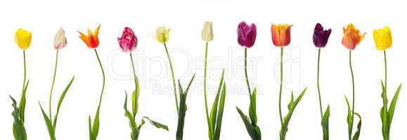 Pretty isolated tulips