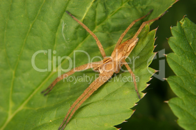 Listspinne (Pisaura mirabilis) / Nursery web spider (Pisaura mir