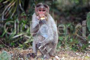 Bonnet Macaque