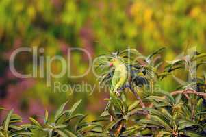 Rose Ringed Parakeet