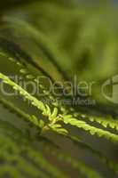 Fern Leaf