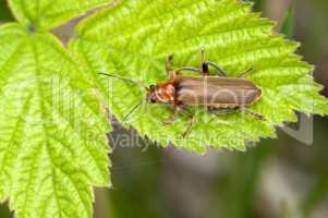Soldier beetles - Weichkäfer - Rhagonycha fulva