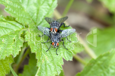 True Flies - Echte Fliegen - Muscidae