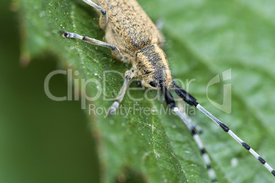 Thistle beetle - Distelbock