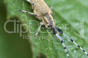 Thistle beetle - Distelbock