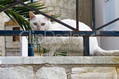 Weiße Hauskatze - Felis silvestris catus- White Cat